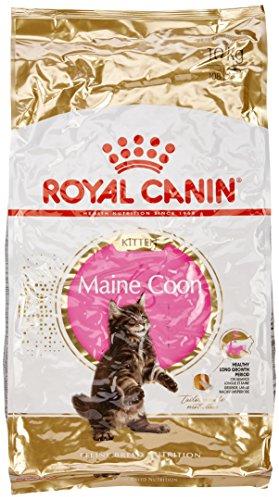 Royal Canin Maine Coon kačiukas 10kg