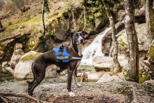 Trixie diržai Julius-K9 Gr. 0-3 - Mėlyna ML