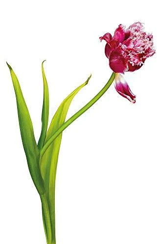 Kaiser Light Box LED 32x22,8 cm (2454)