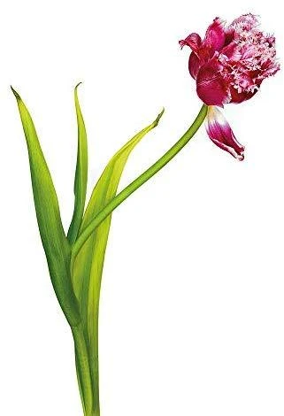 Kaiser Light Box LED 32x22,8 cm (2454)