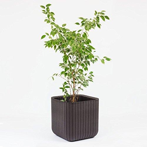 Keter Curver Cube Planter L Ruda (229533)