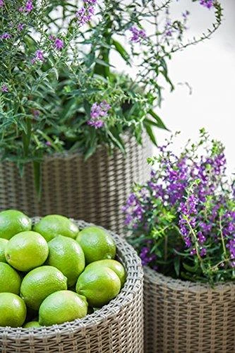 Keter S+M+LCYLINDER PLANTERS, 230217