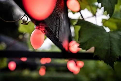 Lite bulb moments Smart Light Chain - Globe Cone
