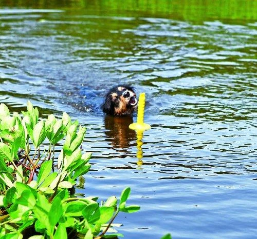 Trixie Dog žaislas "Mot-Aqua", 29 cm