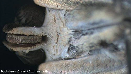 Dėlionė Bresser National Geographic Binokuliarinis mikroskopas National Geographic 20x su mineralų mėginiais