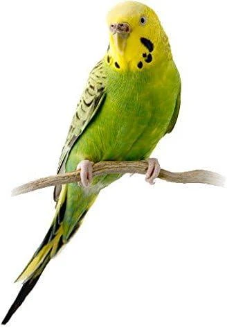 Nestoras