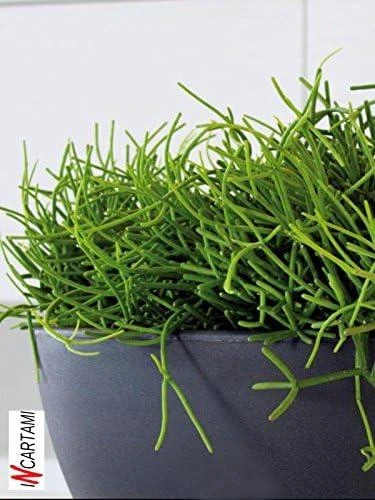 Nicoli ø60x24cm dubuo Thetis 60 antracito spalvos