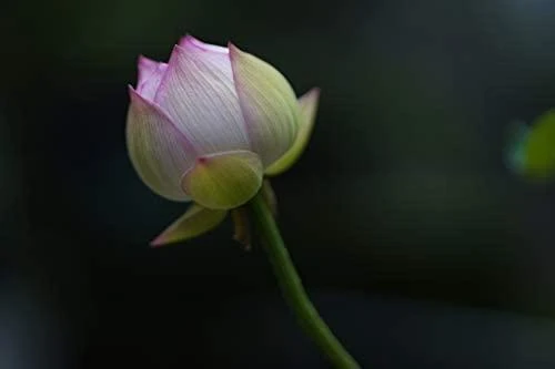 Objektyvas Sigma 85mm F1.4 DG DN Sony E-mount [Art]