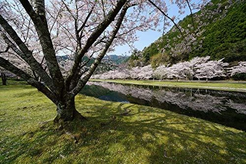 Sony FE 12-24mm F4 G MILC „Ultra“ platus objektyvas Juoda