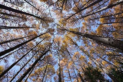 Sony FE 16-35 mm F2.8 GM MILC Plačiakampis objektyvas Juoda