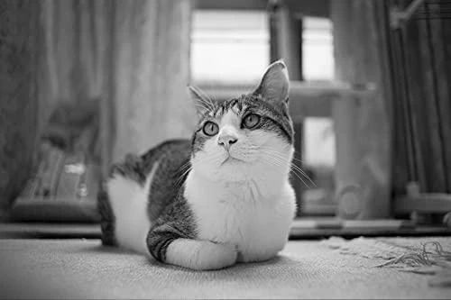 Objektyvas TTArtisan 17mm F1.4 APS-C Fuji FX