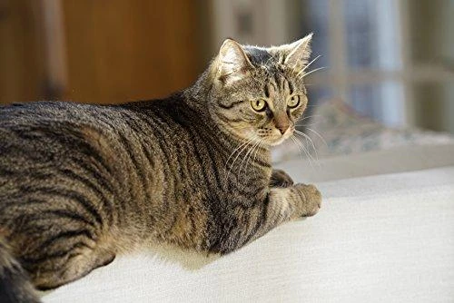 PetSafe Extreme Weather durelės ekstremalioms oro sąlygoms iki 7kg šunims