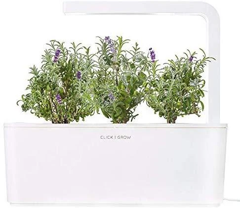 Click And Grow Click & Grow Smart Garden papildymas levandomis 3vnt