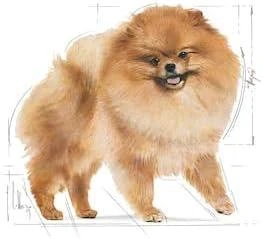 Šunų maistas - Royal Canin Pomeranian Adult sausas 3kg