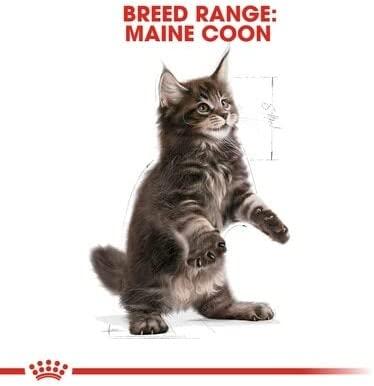 Royal Canin Maine Coon kačiukas 10kg