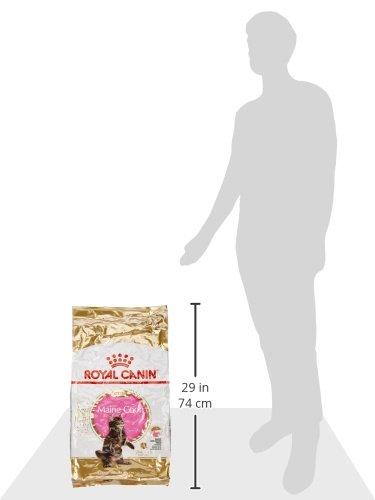 Royal Canin Maine Coon kačiukas 10kg