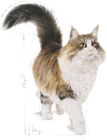 Royal Canin FHN Cat Instinctive Jelly 12x85 g