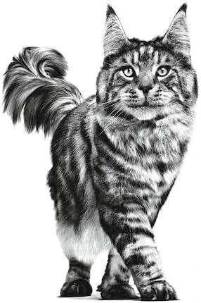 Royal Canin RC VD Cat Renal jautiena 85g konservuotas pašaras katėms