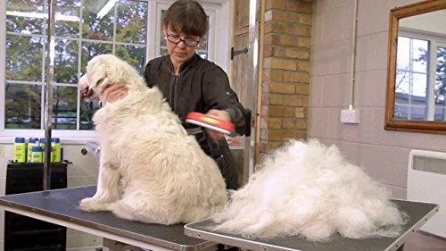 Šukos Furminator Dog deShedding M trumpaplaukiams šunims 24 YA