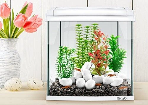 Tetra DecoArt Augalas Hygrophila L