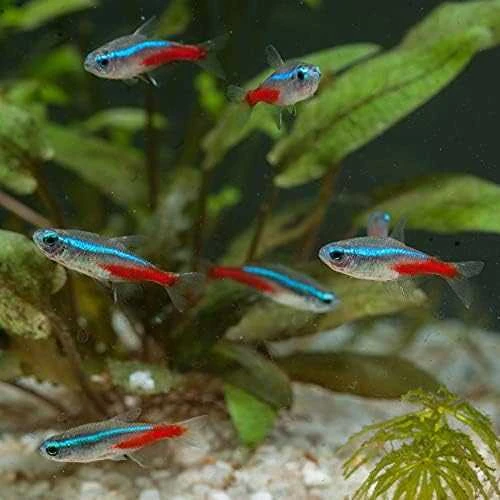 TETRA 6in1 vandens testas akvariumui