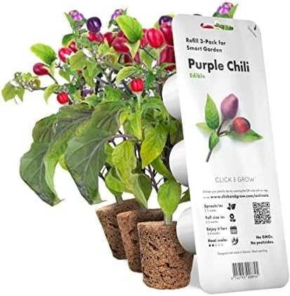 Click & Grow sėklos išmaniajam vazonui - Violetiniai čili pipirai (SGR46X3) 3vnt.