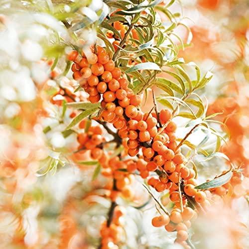 Weleda Sea Buckthorn Jauninamasis Body Oil moterims, 100 ml