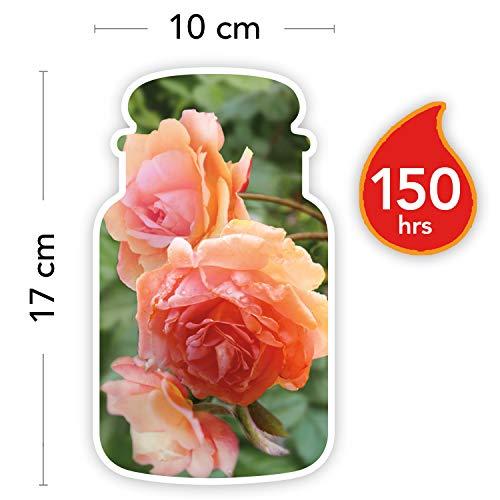 Yankee Candle Aromatinė didelė žvakė "Sun-Drenched Apricot Rose" 623 g