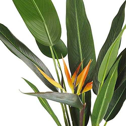 Beliani Dirbtinis augalas STRELITZIA TREE 115 cm žalias