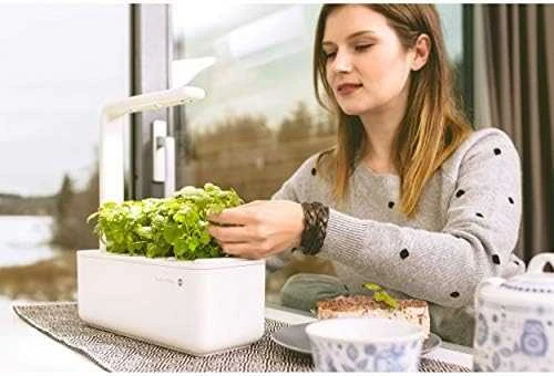 Click & Grow sėklos išmaniajam vazonui - Lapinės garstyčios (SGR19X3) 3vnt.
