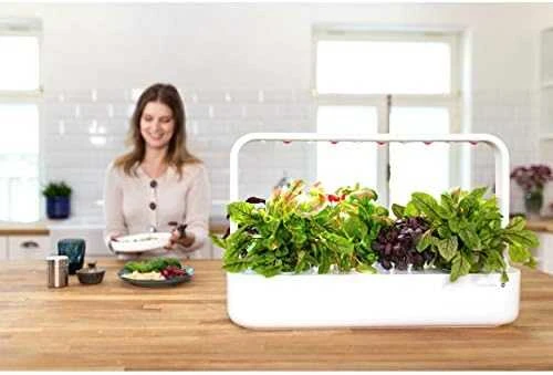 Click & Grow sėklos išmaniajam vazonui - Lapinės garstyčios (SGR19X3) 3vnt.