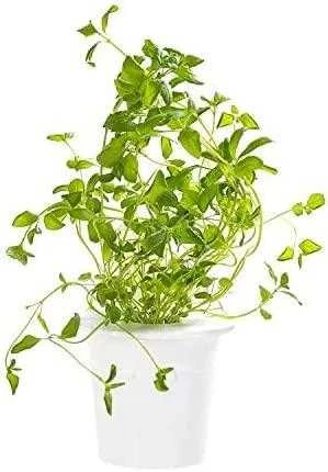 Click and Grow - "Smart Garden" 3 vnt. papildymas - raudonėlio sėklos