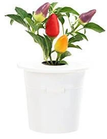 Click and Grow 3 vnt. papildymas - čili pipirų sėklos