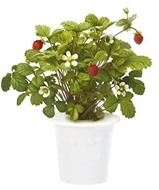 Click & Grow sėklos išmaniajam braškių vazonui  SHGR24x3 3vnt.