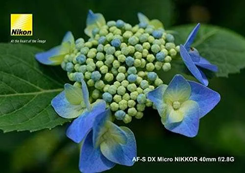 Nikon AF-S DX Micro NIKKOR 40mm f/2.8G objektyvas