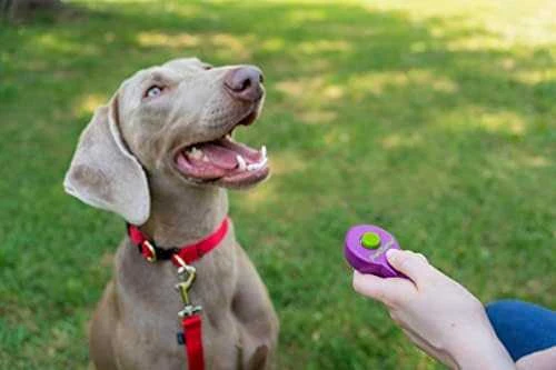 Petsafe Clik-R™ Clicker Training Tool klikeris