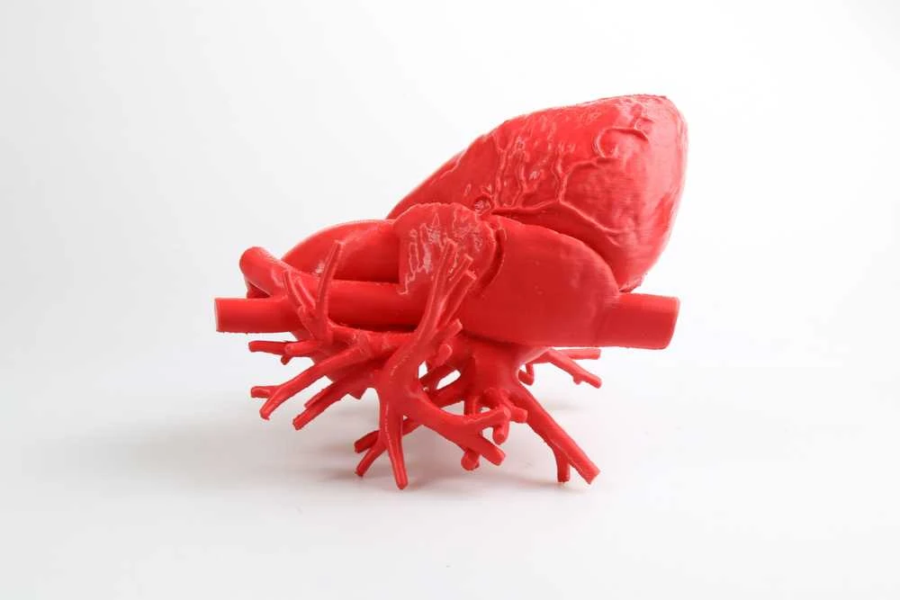 3D spausdintas raudonos širdies modelis