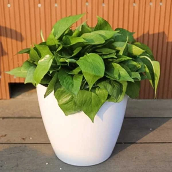 Oem PATIO savaiminio drėkinimo vazonas - 22 cm baltas plastikinis vazonas