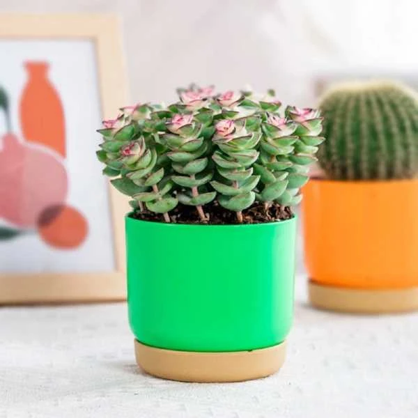 Oem Savaime laistantis gėlių vazonas – 14.5 cm – baltas – su