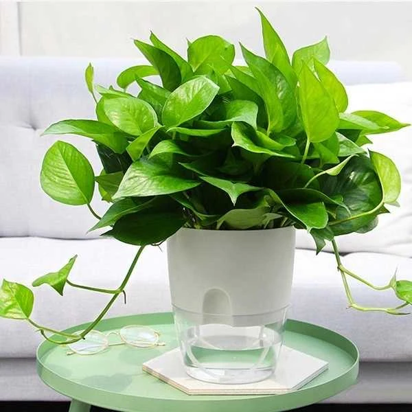 Oem Savaime laistantis vazonas - baltas 26.5 cm - vazonas su laistymo sistema
