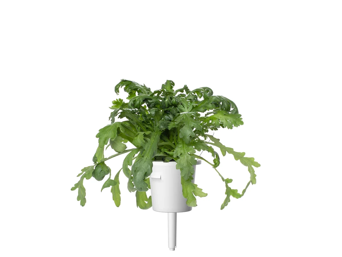 Click And Grow Click & Grow sėklos išmaniajam vazonui - Vainikinė skaistažiedė (SGR81X3) 3vnt.