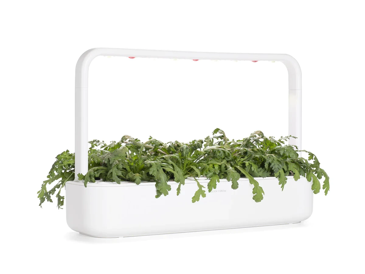 Click And Grow Click & Grow sėklos išmaniajam vazonui - Vainikinė skaistažiedė (SGR81X3) 3vnt.