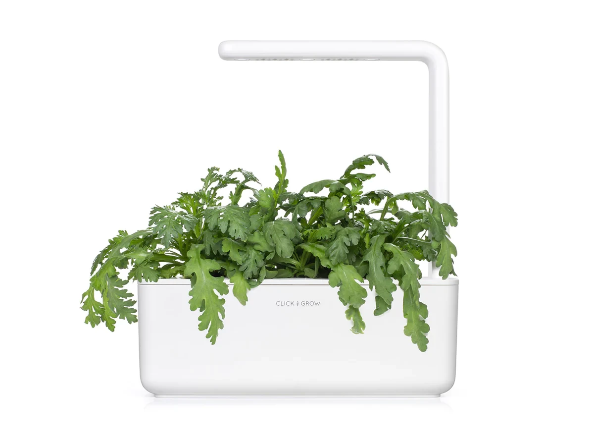 Click And Grow Click & Grow sėklos išmaniajam vazonui - Vainikinė skaistažiedė (SGR81X3) 3vnt.