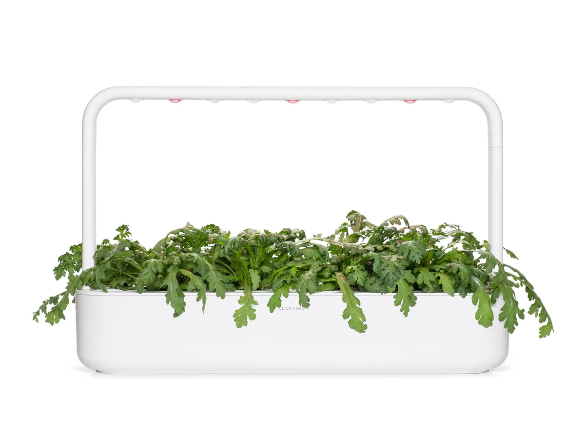 Click And Grow Click & Grow sėklos išmaniajam vazonui - Vainikinė skaistažiedė (SGR81X3) 3vnt.