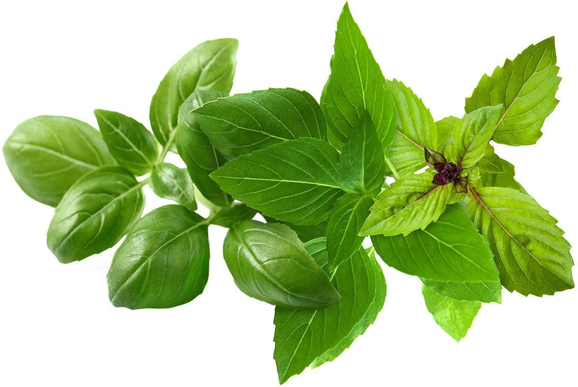 Click & Grow sėklos išmaniajam vazonui - Mišrios bazilikų sėklos, 9vnt.