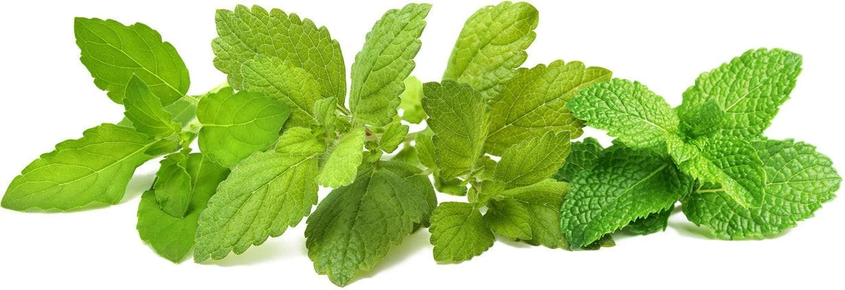 Click & Grow sėklos išmaniajam vazonui - Raminančių arbatinių žolelių mišinys (PPMCTX9) 9vnt.