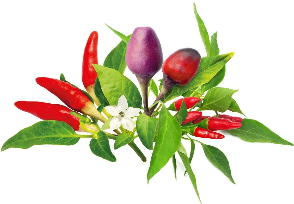 Click And Grow Click & Grow sėklos išmaniajam vazonui - Čili pipirų sėklos, 9vnt.