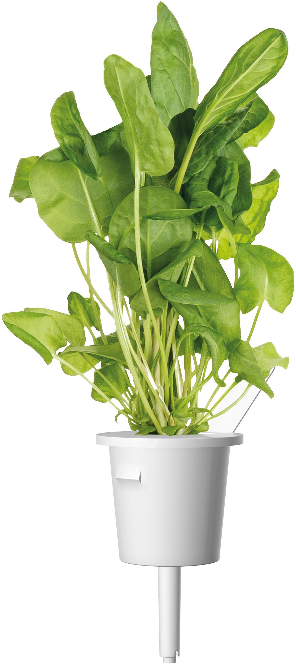 Click & Grow sėklos išmaniajam vazonui - Mišrios salotų sėklos (PPMSAX9) 9vnt.