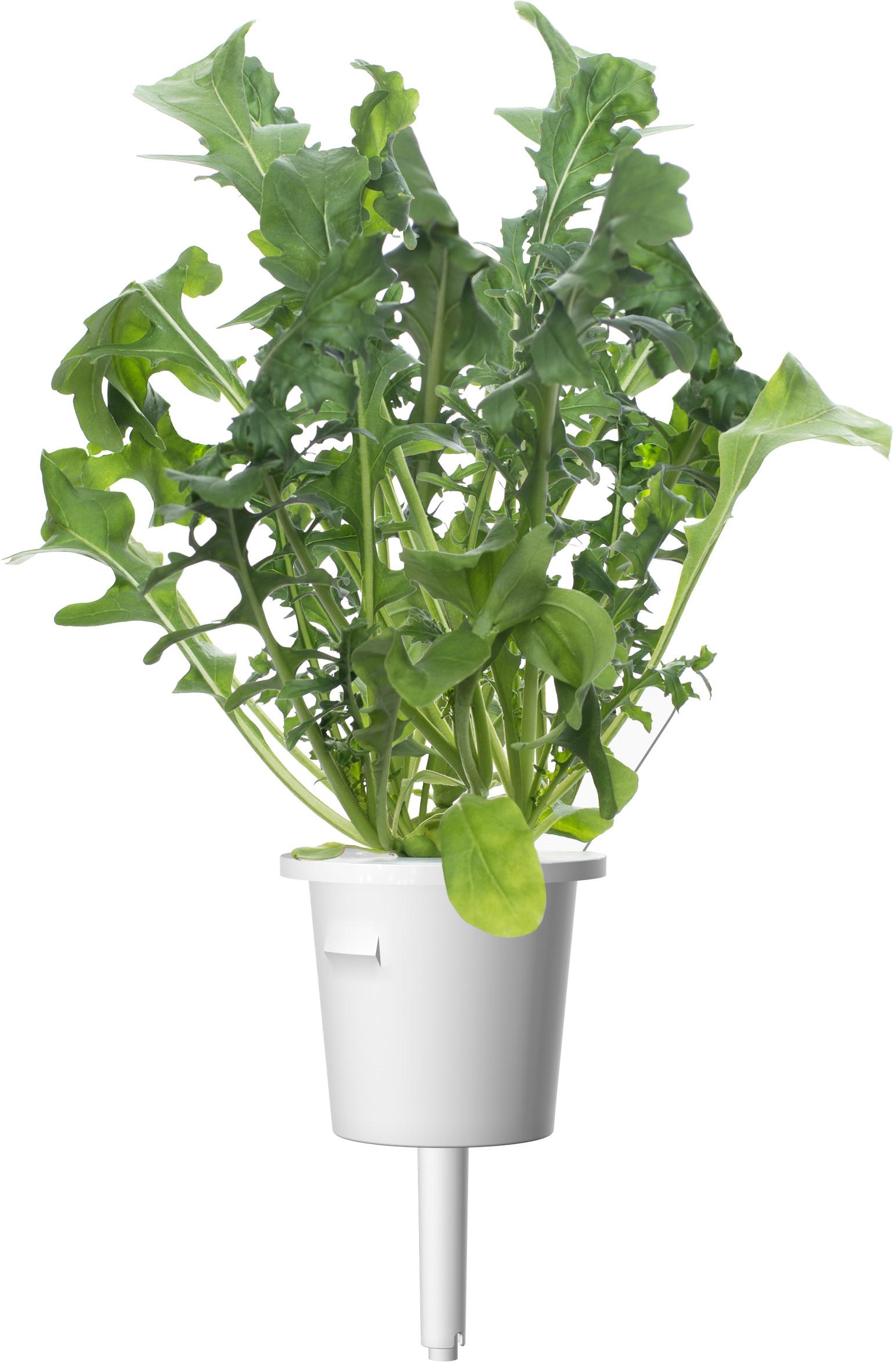 Click & Grow sėklos išmaniajam vazonui - Mišrios salotų sėklos (PPMSAX9) 9vnt.
