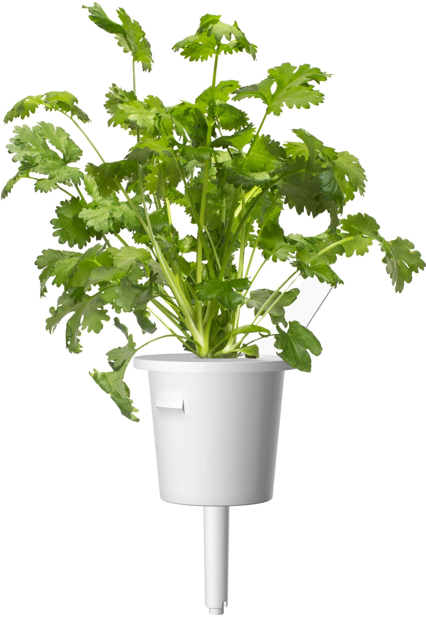 Click & Grow sėklos išmaniajam vazonui - Žolelės mėsai, 9vnt.